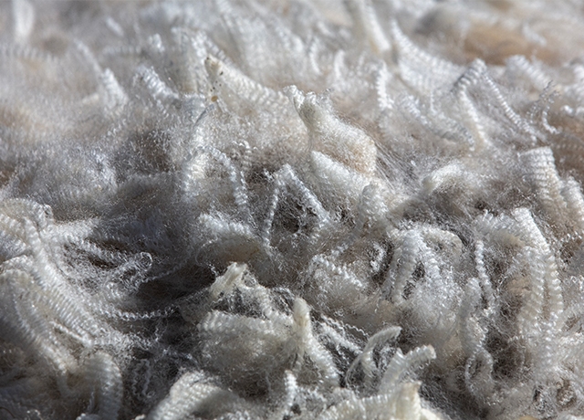 Schafschurwolle - Nahaufnahme der Textilfaser